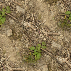 roots in soil, seamless forest textures. 