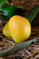 Fresh Yellow mango with leaves, harvest from farm.