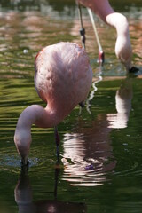 Flamingo sucht Fressen