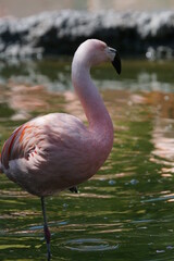 Flamingo