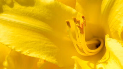 Yellow lily flower
