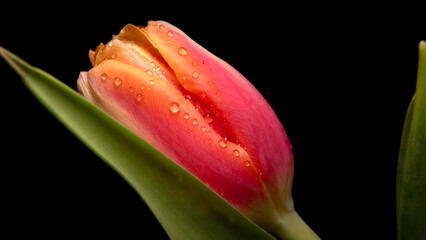 Water drops on tulip