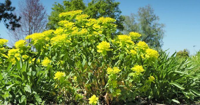 Euphorbia polychroma or Cushion spurge with yellow flowers-heads growing in a dome form cultivated as ornamental ground cover