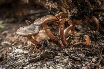 Autumn mushrooms on an old log in the forest