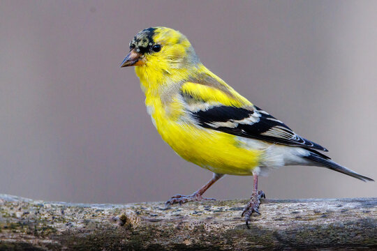 Close up of a male American Goldfinch (Spinus tristis) molting into breeding plumage during early spring.
