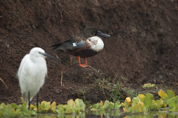 Selective focus on Northern Shoveler with a little egret in the foreground, Bhigwan bird sanctuary, India