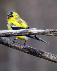 Close up of a male American Goldfinch (Spinus tristis) molting into breeding plumage during early spring. Selective focus, background blur and foreground blur.
