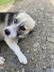 portrait of a dog
