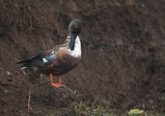 Northern Shoveler preening at Bhigwan bird sanctuary, India