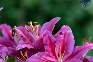 Lilies in close-up. Isolated large and colorful lily flowers in sunshine. Green blurry background in the garden, shallow depth of field.