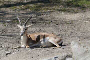 Gazelle