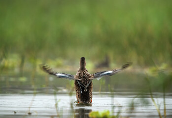 Northern Shoveler bathing with splash of water at Bhigwan bird sanctuary, India