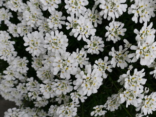 white flowers on black background