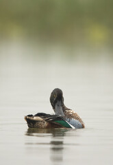 Northern Shovelera at Bhigwan bird sanctuary, India