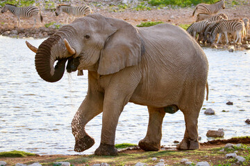 African elephant drinking water at Okaukuejo waterhole in Etosha National Park, Namibia