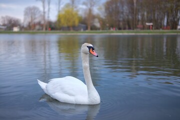 swan on the lake