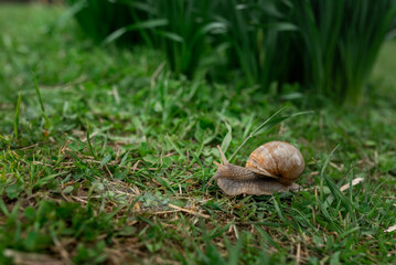 A snail in the woods after the rain. Family Vacation Walk Weekend