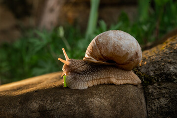 A snail in the woods after the rain. Family Vacation Walk Weekend