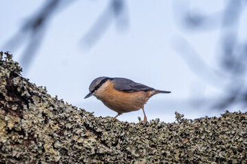 Close up of a Nuthatch on tree branch covered with lichen