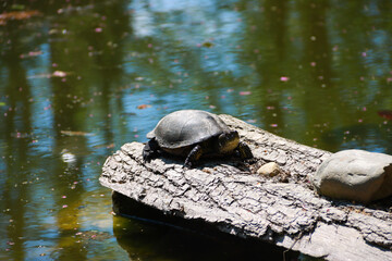 turtle on the log