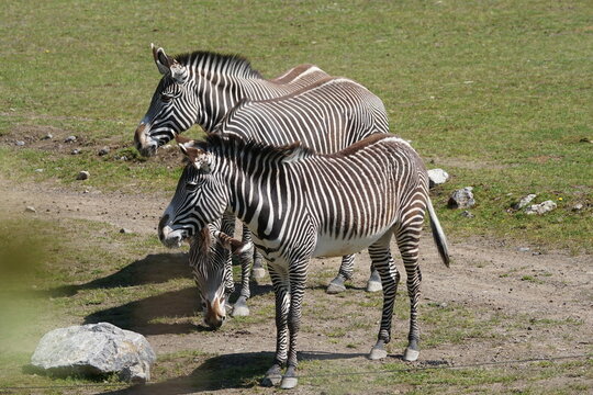 Zebras