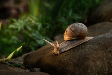 A snail in the woods after the rain. Family Vacation Walk Weekend