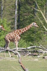 Obraz premium Netzgiraffe