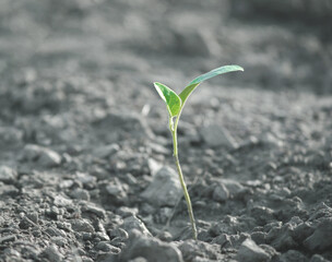 Young plants with green leaves on the soil ground in the background monotone style.