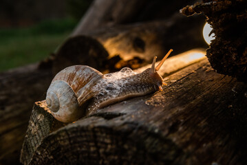 A snail in the woods after the rain. Family Vacation Walk Weekend