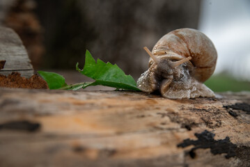 A snail in the woods after the rain. Family Vacation Walk Weekend