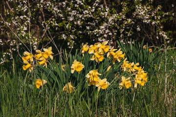 Obraz premium View of the yellow spring flowers of narcissus on the background of green meadow grass. Daffodils bloom on a sunny spring day. Beautiful yellow daffodils in the field.