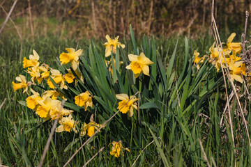 Beautiful yellow daffodils in the field. Spring flowering of daffodils on a sunny day. View of yellow daffodils on a background of green meadow grass.