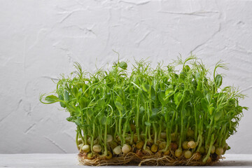 Seedlings of sprouted peas on a gray background
