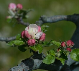 pink apple blossom 
