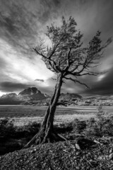 Patagonia Tree - 501591053