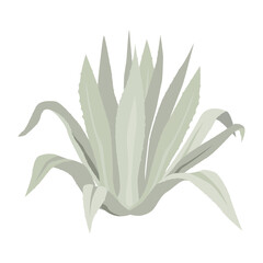 Blue agave plant. Vector flat illustration isolated on white. 