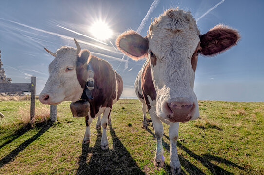 Nahaufnahme Kühe auf Wiese im strahlenden schein der Sonne - Close-up Cows on a meadow in the bright light of the sun