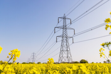 Electricity pylons in a field of rape seed flowers in full bloom on a sunny day. Hertfordshire, UK - obrazy, fototapety, plakaty