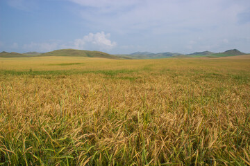 Summer rural landscape of wheat field. Field of young unripe rye against cloudy blue sky and distant hills