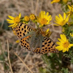 Issoria lathonia. Mariposa Sofia. Mariposa naranja y marron con puntos negros posada sobre una flor.