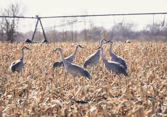 sandhill cranes eating in a field