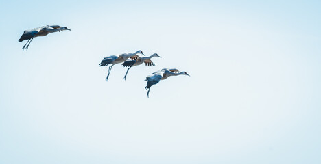 large flock of cranes flying 