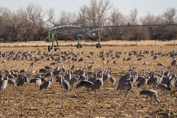 sandhill cranes eating in a field