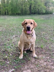 dog in the grass