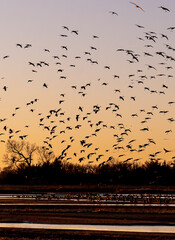 large birds flying at sunset