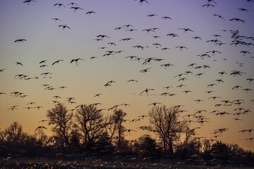 large birds flying at sunset