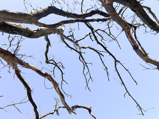 Photo of leafless tree branch on clear blue sky on background