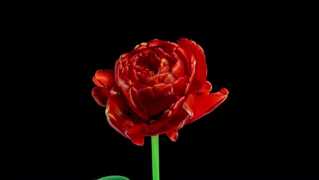 Red Flower of Peony Tulip Blooming in Spring on a Black Background Close Up