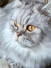 Naklejka na ściany i meble Portrait beautiful grey fluffy domestic cat with yellow eyes closeup looks out the window. The concept care of pets.