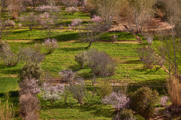 Aerial view of spring field in Morocco with blooming trees